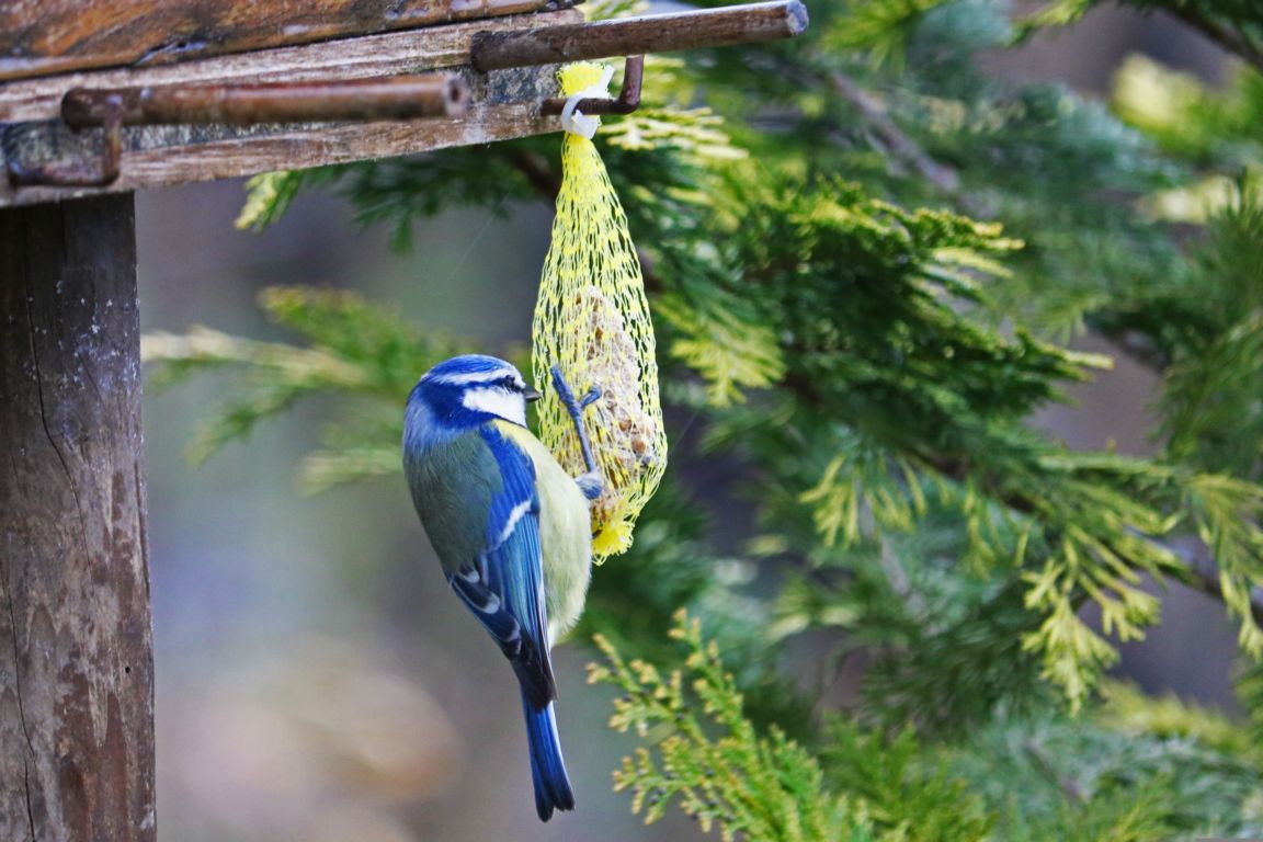 Vögel füttern im Winter: Fehler vieler Gartenbesitzer