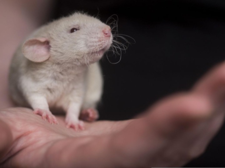 Mäuse leiden im Namen der Forschung