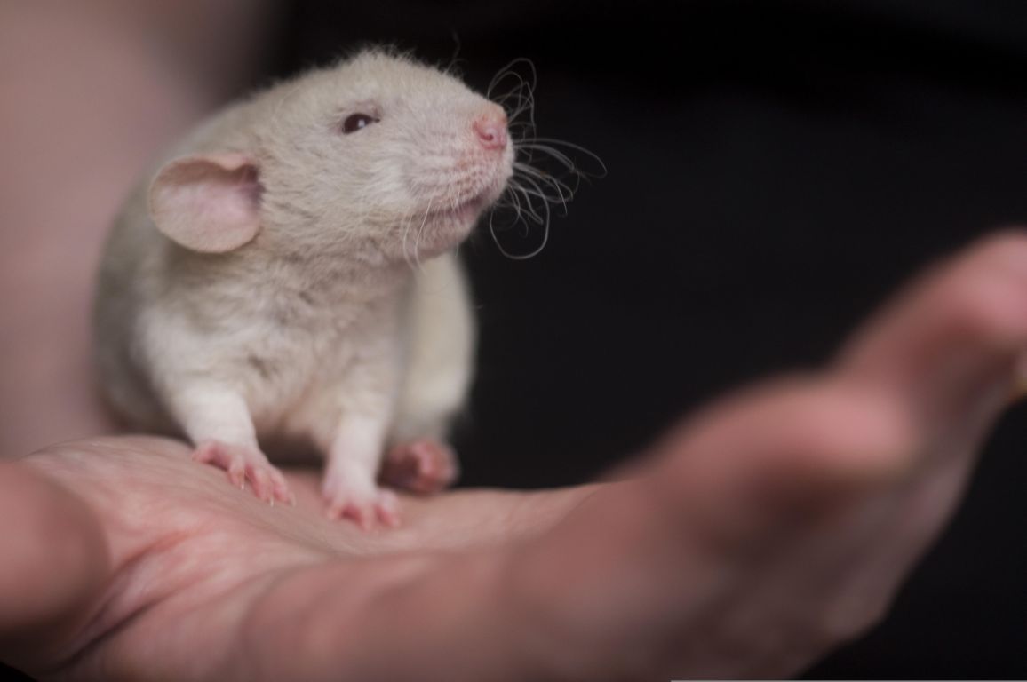 Mäuse leiden im Namen der Forschung