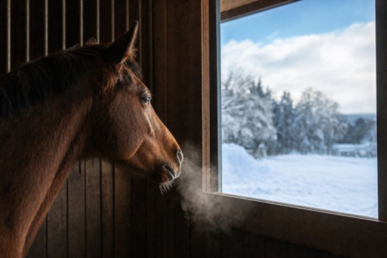 Winter in der Pferdebox: Wie das Tier gesund bleibt
