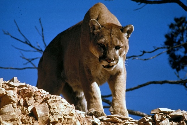 Behörde warnt: Streift ein Puma durch Bayern?